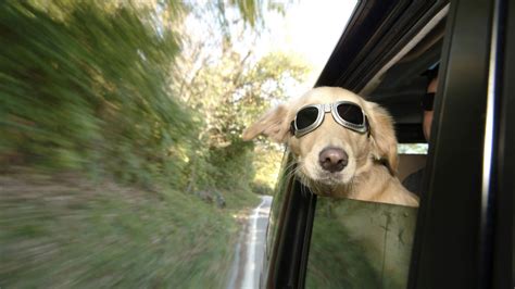 Funny Dog With Sunglasses 1920x1080