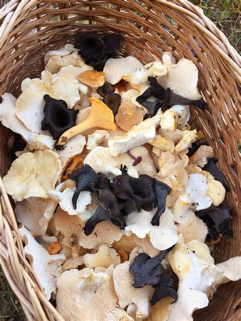 How to Identify 4 more tasty edible wild mushrooms. - Forage London and ...