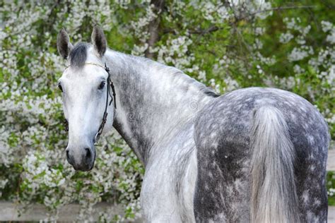 Portrait Of A Gray Orlov Trotter Breed Stallion Stock Image Image Of
