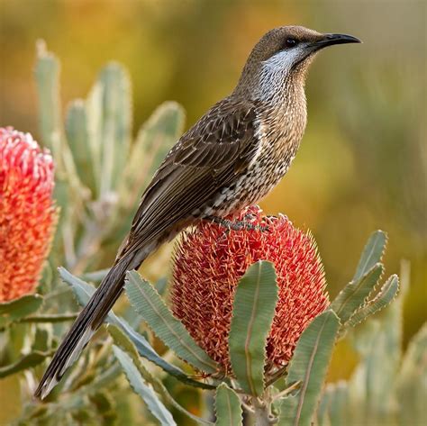 Western Australian Wild Birds Unique Rare Bird