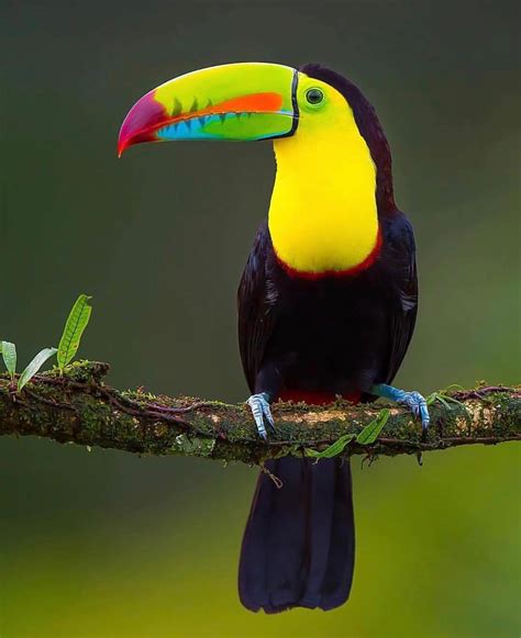 Amazon Rainforest Toucan Rainforest Animal
