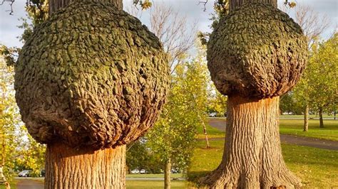 15 Most Unusual Trees In The World Youtube