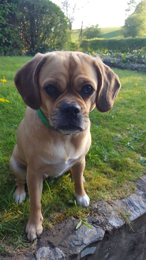 Because Nothing Is As Cute As A Puggle Face Animals Beautiful Baby