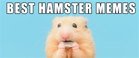 Need A Laugh Check Out These Hamster Memes Small Pet Select