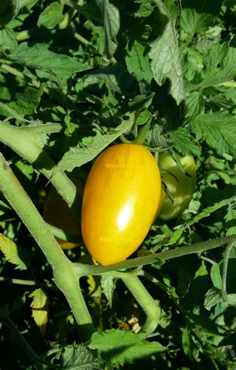 Artisan Blush Tiger Tomato Seeds Organically Grown Etsy