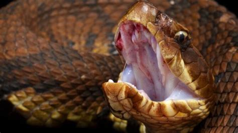 Do Snakes Feel Pain What Science Has To Say