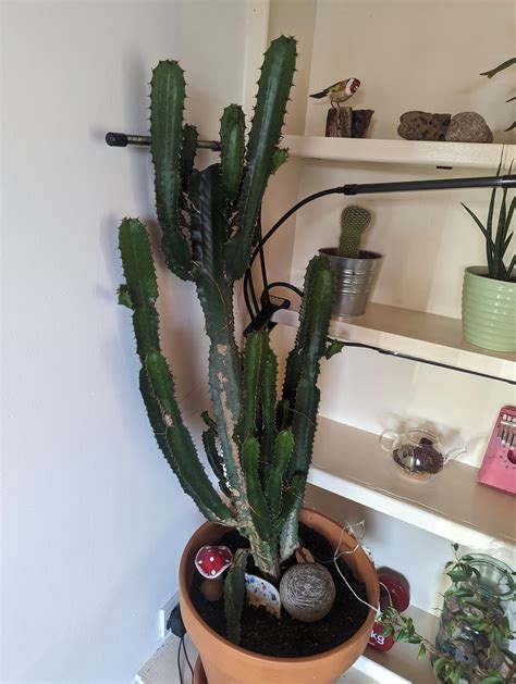 Whats Wrong With My Cactus Rplantclinic