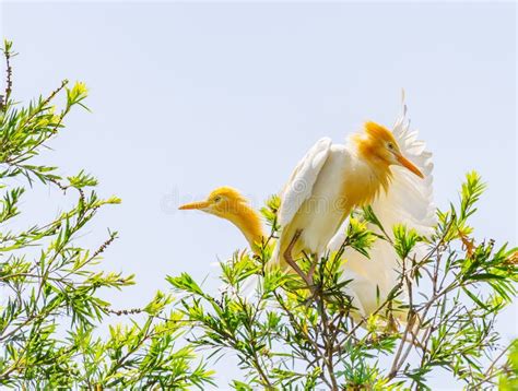 Cattle Egret In Breeding Coloration In Tree Stock Image Image Of