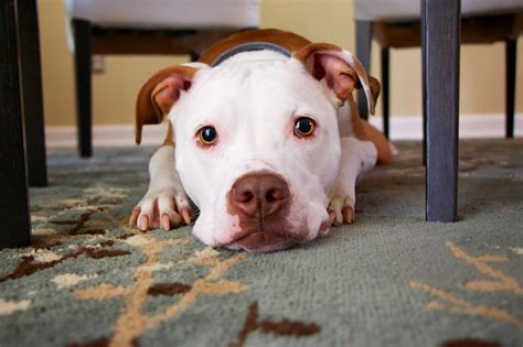 Pitbull Breed Info The Sweet And Often Misunderstood Dog Breed
