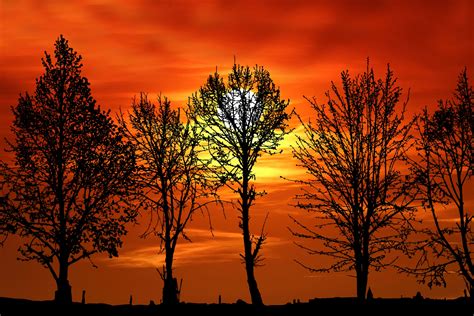 Trees Silhouette At Sunset Free Stock Photo Public Domain Pictures