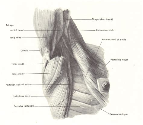 1000 Images About Anatomy On Pinterest Character Design References