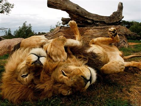 We did not find results for: IMAGENES DE LEONES: IMAGEN FAMILIA DE LEONES DESCANSANDO