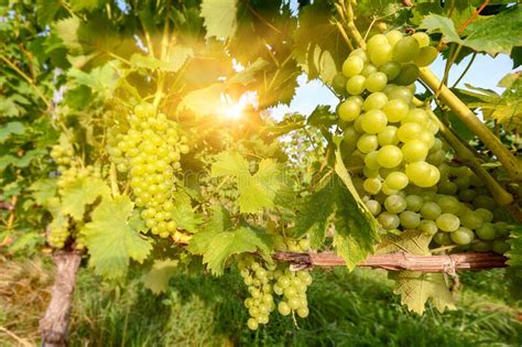 Sunset Over Vineyards With White Wine Grapes In Late Summer Stock Image