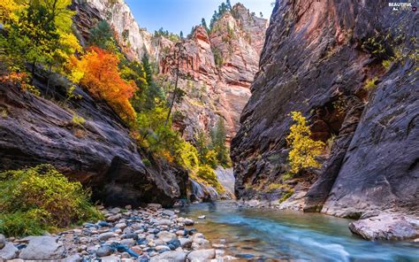 Zion Narrows Canyon Utah State Vegetation Zion National Park The