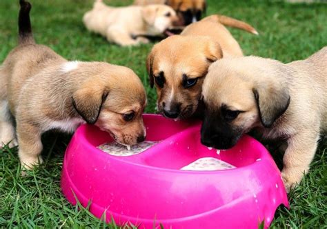11,639 likes · 55 talking about this. Best Dog Food for Puppies: Reviews and Advices on Dog Food ...