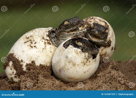 Nile Crocodile Baby Hatchling Eggs Newborn Hatching Stock Photo