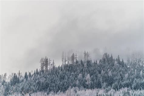 Wallpaper Trees Fog Snow Frost Winter Hd Widescreen High
