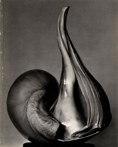 Shells Edward Weston Straight Photography Modern Photography Still