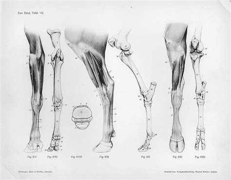 Cow Leg Bones Diagram General Anatomy Of The Bull And The Cow