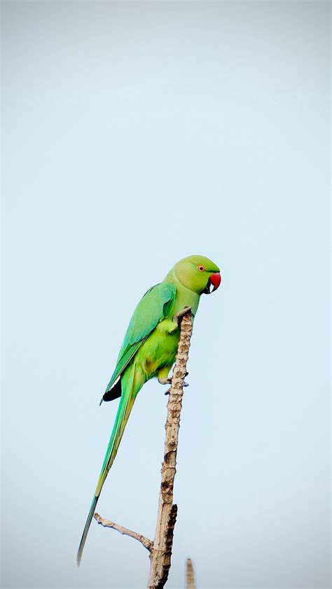 Download Wallpaper 1080x1920 Parrot Bird Bright Green Branch