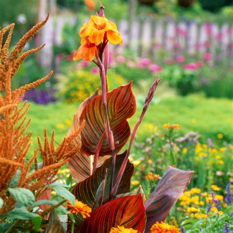 Orange And Purple Cannas For Sale Canna Tropicanna Easy To Grow Bulbs