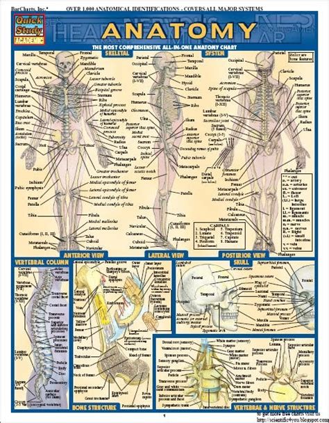 They can be used as several purposes, which include for engaging youngsters, keeping your information structured, and much more. Download Free Book Series: BarCharts QuickStudy Anatomy Vol 1