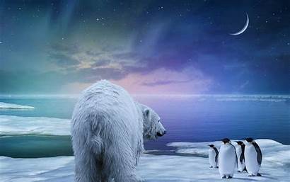 Polar Bear Penguins Starry Desktop Moon Sky