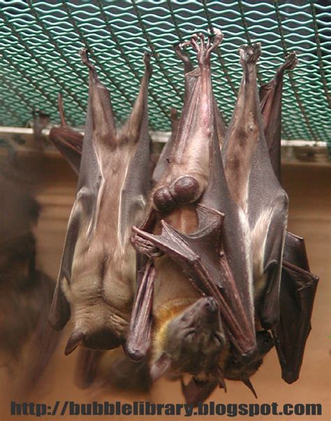 Maybe you would like to learn more about one of these? B u B b L e L i B R A R Y: Why do bats make a high-pitched ...