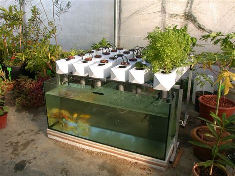 Fischzucht In Aquaponik Pflanzen Hydrokultur Fischzucht