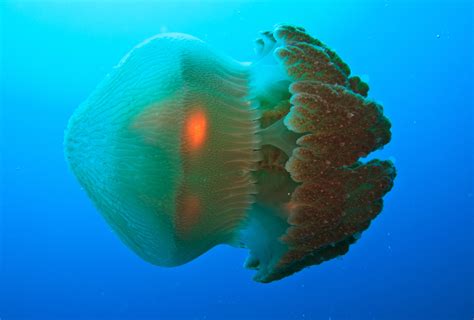 Scientists Find A Cure For The Deadly Box Jellyfish Sting