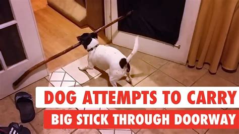 Dog Attempts To Carry Big Stick Through Doorway Youtube