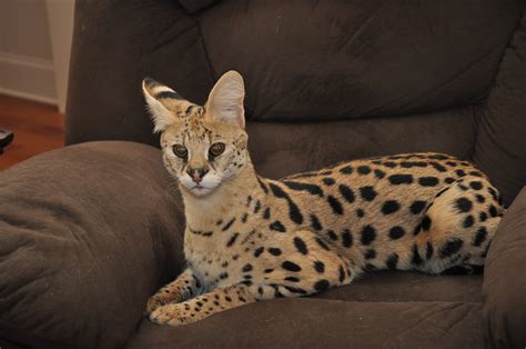 Serval Cat Size Comparison Cat Meme Stock Pictures And Photos