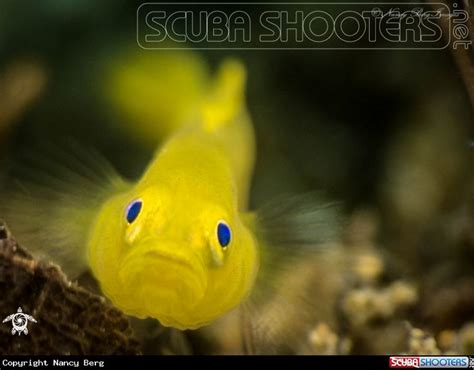 Yellow Pygmy Goby In Anilao Philippines Fish Pet Animals Pets