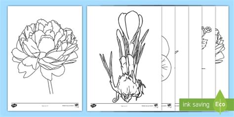 Feuilles De Coloriage Les Plantes Teacher Made Twinkl