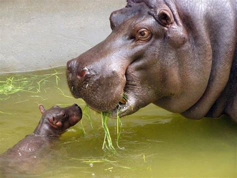 Baby Hippo With Mother Glossy Poster Picture Photo Hippopotamus Africa