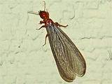 Termite Bugs Images