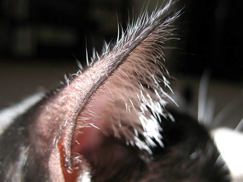 Basic Things To Know About Cat Ear Mites Cat Diabetes And Cat Care