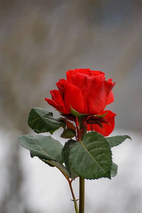 Winter Rose Rose Red Valentine Flower Symbol Love Nature Leaf