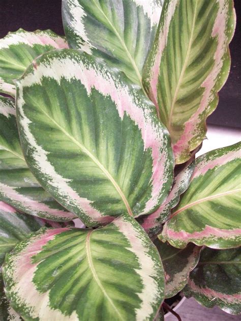 15 Stunning Plants That Are Naturally Pink Plants Pink Leaf Plant