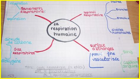 Quel est le trajet de l'air dans l'organisme humain? 5ème | Vive les SVT