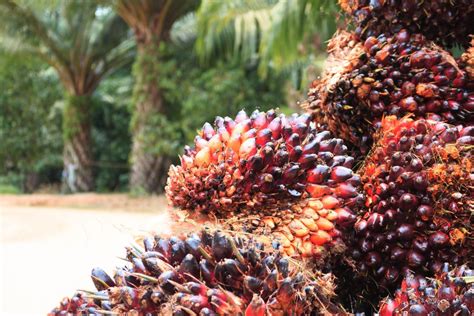 Palm oil production is crucial importance for malaysian economy, malaysia palm oil is the second largest manufacturer of the commodity in the world. New Palm Oil processing mill for Kenso | Kenso Malaysia