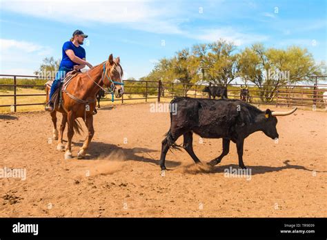 One Cowboy Roping From Horse Hi Res Stock Photography And Images Alamy