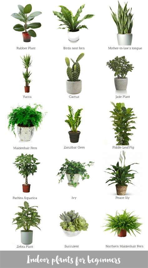 20 Indoor Plants Names And Pictures Pimphomee