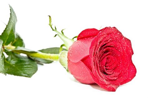 Very Fresh Red Rose Stock Photo Image Of Love Fragrance 13434578