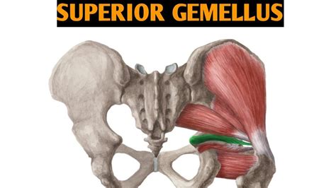 Superior Gemellus Muscle Origin Insertion Function Exercise