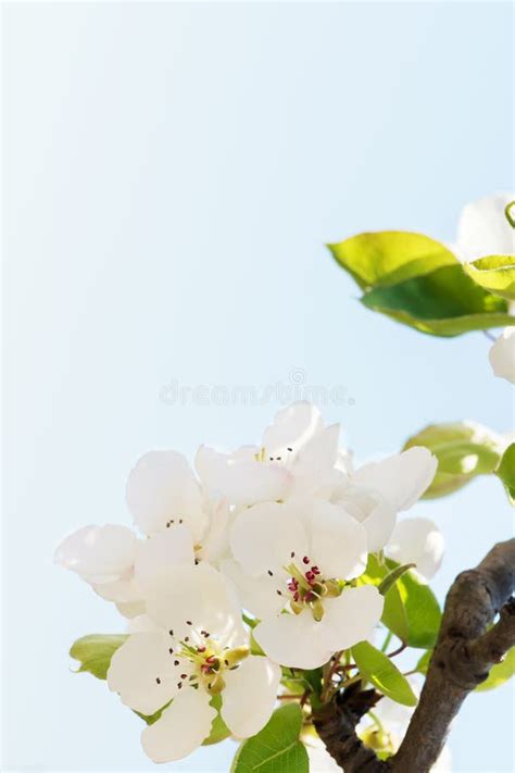 Flowering Branch Of Pear Blooming Spring Garden Flowers Pear Close Up