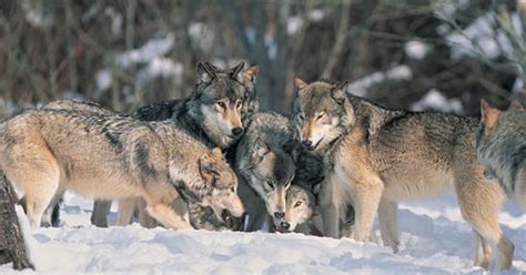 Study Middle Age Wolves Retire From The Hunt