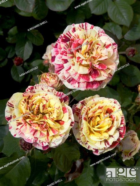 George Burns Rose Rosa Hybrid Floribunda Stock Photo Picture And