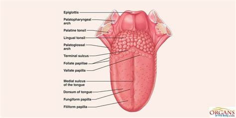338,071 students got unstuck by course hero in the last week. Tongue diagram | Healthiack