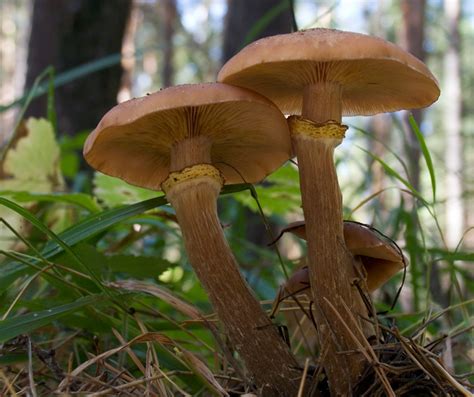 Sep 04, 2021 · e poi le regole da rispettare su quantità e tipologie di raccolta. Funghi chiodini o Armillaria mellea. Che funghi sono?